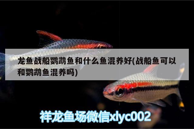 龍魚戰(zhàn)船鸚鵡魚和什么魚混養(yǎng)好(戰(zhàn)船魚可以和鸚鵡魚混養(yǎng)嗎)