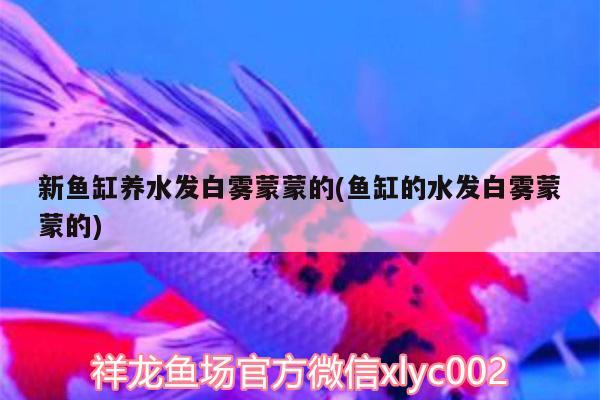 新魚(yú)缸養(yǎng)水發(fā)白霧蒙蒙的(魚(yú)缸的水發(fā)白霧蒙蒙的)