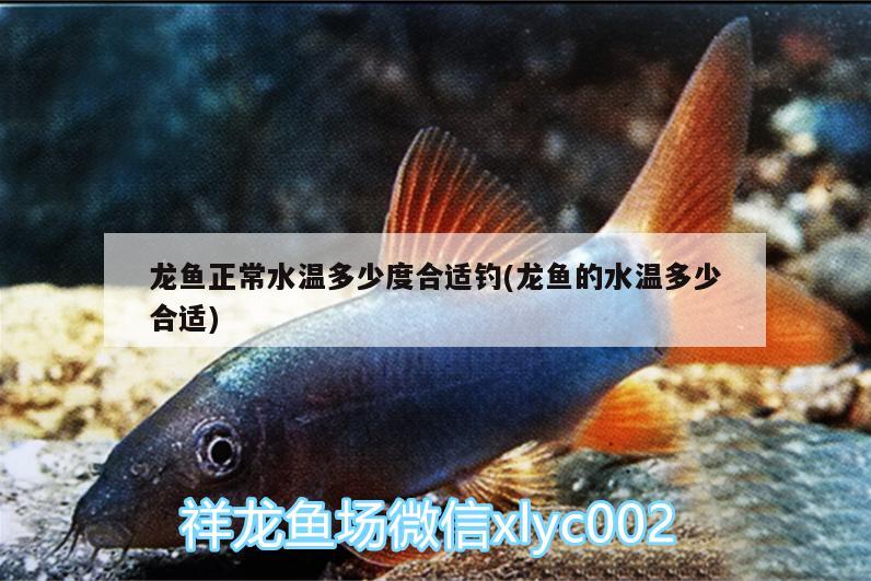 龍魚正常水溫多少度合適釣(龍魚的水溫多少合適)