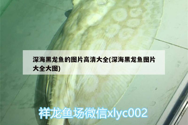 深海黑龍魚的圖片高清大全(深海黑龍魚圖片大全大圖) 水族維護(hù)服務(wù)（上門）