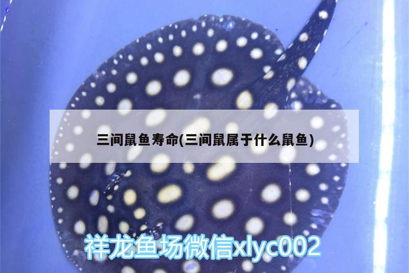 三間鼠魚壽命(三間鼠屬于什么鼠魚)