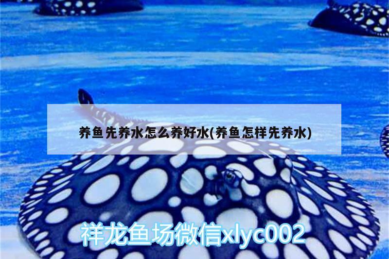 養(yǎng)魚(yú)先養(yǎng)水怎么養(yǎng)好水(養(yǎng)魚(yú)怎樣先養(yǎng)水) 紅魔王銀版魚(yú)