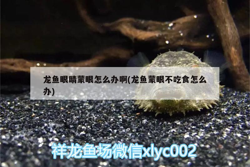 龍魚眼睛蒙眼怎么辦啊(龍魚蒙眼不吃食怎么辦)