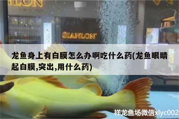 龍魚身上有白膜怎么辦啊吃什么藥(龍魚眼睛起白膜,突出,用什么藥)