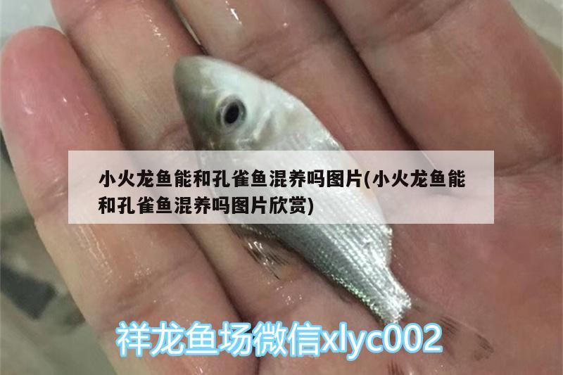 小火龍魚能和孔雀魚混養(yǎng)嗎圖片(小火龍魚能和孔雀魚混養(yǎng)嗎圖片欣賞) 觀賞魚批發(fā)