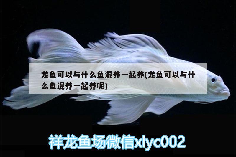 龍魚可以與什么魚混養(yǎng)一起養(yǎng)(龍魚可以與什么魚混養(yǎng)一起養(yǎng)呢)