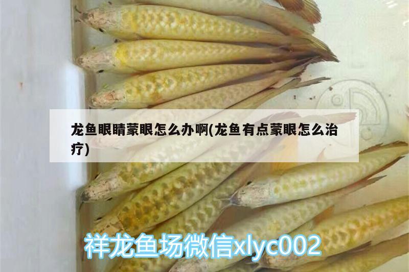 龍魚眼睛蒙眼怎么辦啊(龍魚有點蒙眼怎么治療)