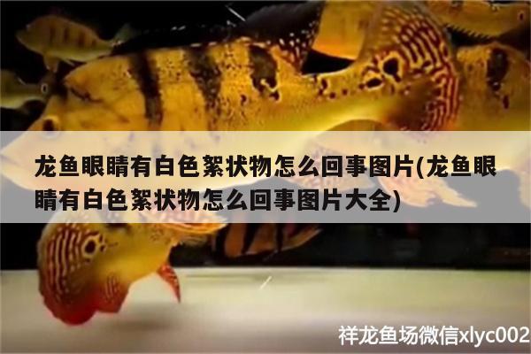 龍魚眼睛有白色絮狀物怎么回事圖片(龍魚眼睛有白色絮狀物怎么回事圖片大全) 帝王迷宮