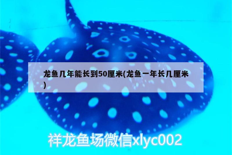 龍魚幾年能長到50厘米(龍魚一年長幾厘米)