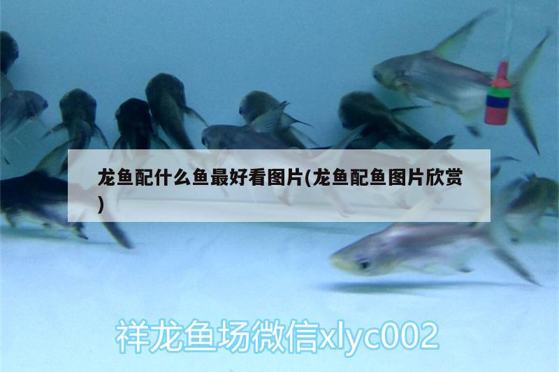 龍魚配什么魚最好看圖片(龍魚配魚圖片欣賞) 飛鳳魚苗