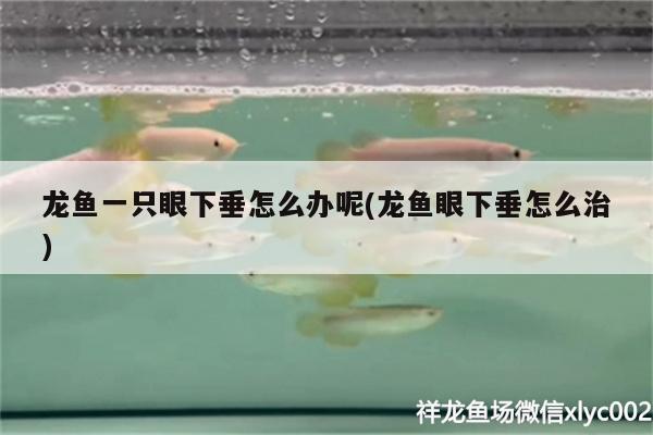 龍魚一只眼下垂怎么辦呢(龍魚眼下垂怎么治)