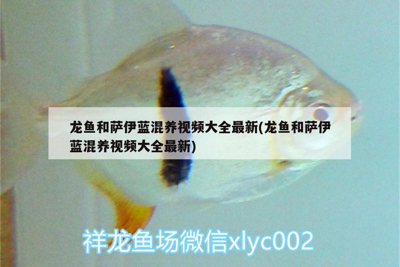 龍魚和薩伊藍(lán)混養(yǎng)視頻大全最新(龍魚和薩伊藍(lán)混養(yǎng)視頻大全最新)