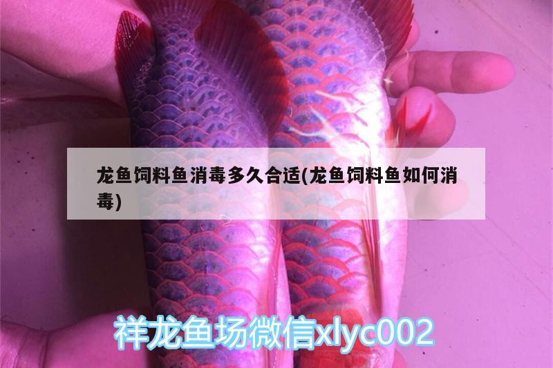 龍魚(yú)飼料魚(yú)消毒多久合適(龍魚(yú)飼料魚(yú)如何消毒) 水溫計(jì)