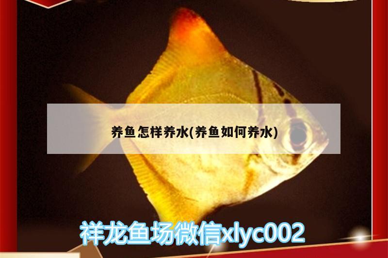 養(yǎng)魚怎樣養(yǎng)水(養(yǎng)魚如何養(yǎng)水)