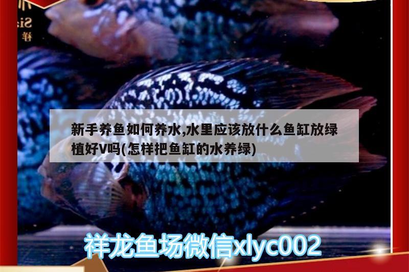 新手養(yǎng)魚如何養(yǎng)水,水里應(yīng)該放什么魚缸放綠植好V嗎(怎樣把魚缸的水養(yǎng)綠)