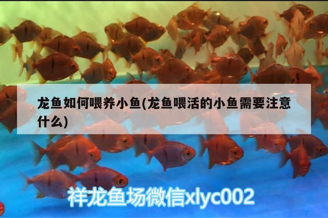 龍魚如何喂養(yǎng)小魚(龍魚喂活的小魚需要注意什么)