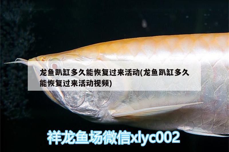 龍魚趴缸多久能恢復(fù)過來(lái)活動(dòng)(龍魚趴缸多久能恢復(fù)過來(lái)活動(dòng)視頻) 斑馬鴨嘴魚苗