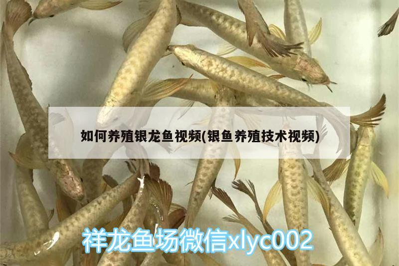 如何養(yǎng)殖銀龍魚(yú)視頻(銀魚(yú)養(yǎng)殖技術(shù)視頻) 銀龍魚(yú)