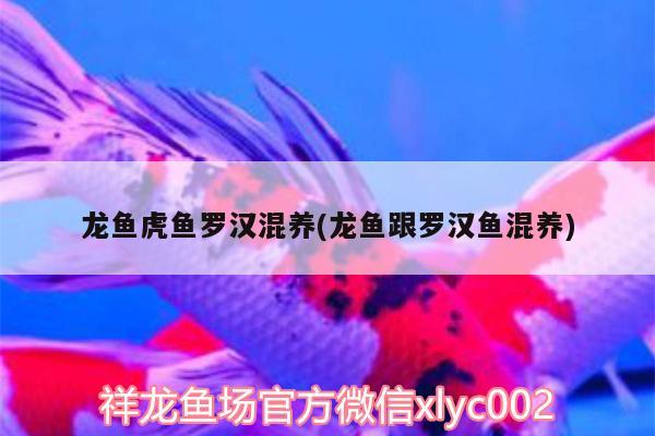 龍魚虎魚羅漢混養(yǎng)(龍魚跟羅漢魚混養(yǎng)) 虎魚百科