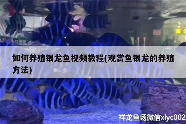 如何養(yǎng)殖銀龍魚(yú)視頻教程(觀賞魚(yú)銀龍的養(yǎng)殖方法)