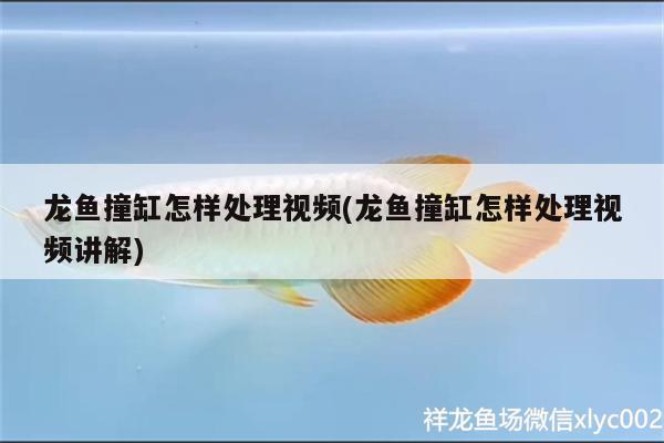 龍魚(yú)撞缸怎樣處理視頻(龍魚(yú)撞缸怎樣處理視頻講解)