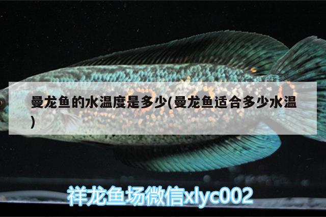 曼龍魚(yú)的水溫度是多少(曼龍魚(yú)適合多少水溫)