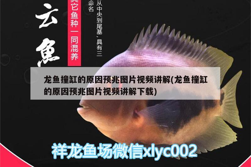 龍魚(yú)撞缸的原因預(yù)兆圖片視頻講解(龍魚(yú)撞缸的原因預(yù)兆圖片視頻講解下載) 龍魚(yú)百科