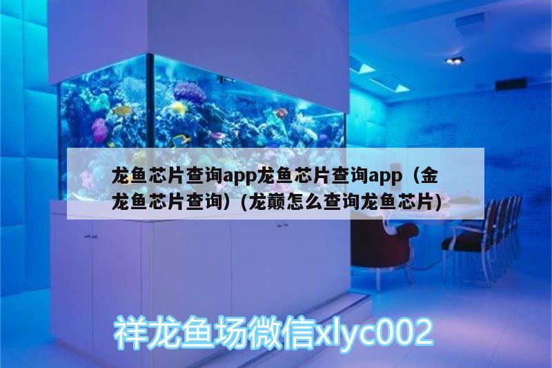 龍魚芯片查詢app龍魚芯片查詢app（金龍魚芯片查詢）(龍巔怎么查詢龍魚芯片) 觀賞魚企業(yè)目錄