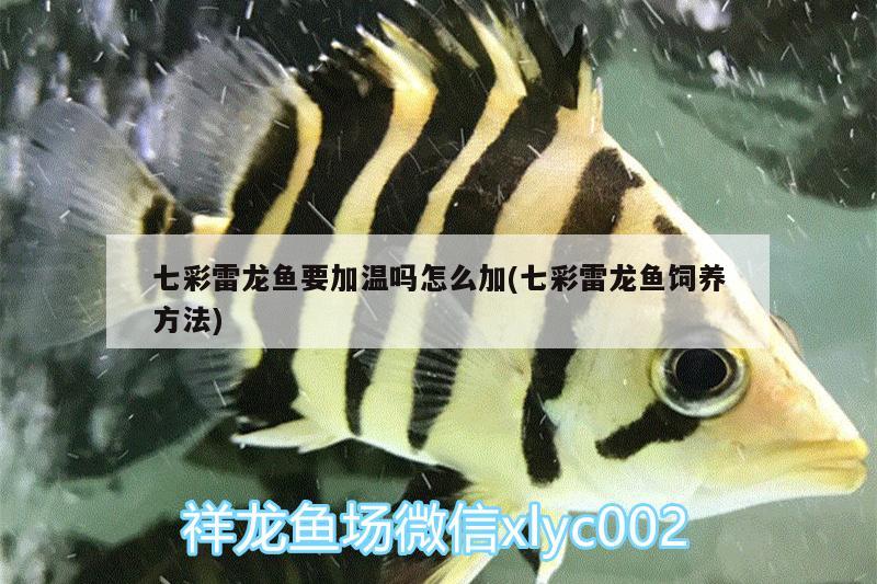 七彩雷龍魚要加溫嗎怎么加(七彩雷龍魚飼養(yǎng)方法) 招財(cái)戰(zhàn)船魚