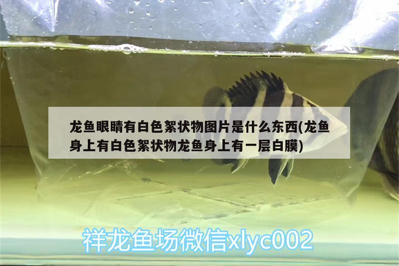 龍魚(yú)眼睛有白色絮狀物圖片是什么東西(龍魚(yú)身上有白色絮狀物龍魚(yú)身上有一層白膜) 大日玉鯖魚(yú)