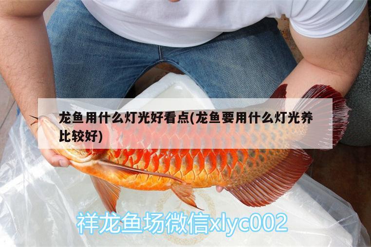 龍魚用什么燈光好看點(龍魚要用什么燈光養(yǎng)比較好)