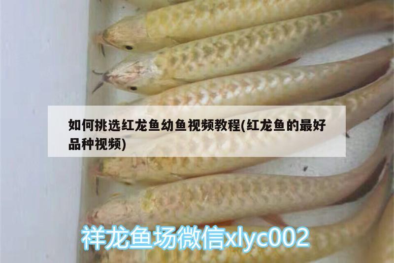 如何挑選紅龍魚幼魚視頻教程(紅龍魚的最好品種視頻) 月光鴨嘴魚