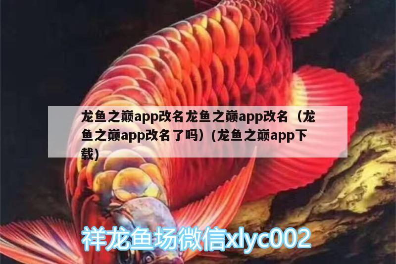 龍魚之巔app改名龍魚之巔app改名（龍魚之巔app改名了嗎）(龍魚之巔app下載)