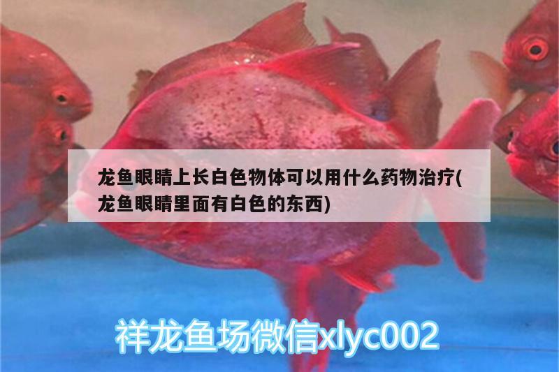 龍魚眼睛上長(zhǎng)白色物體可以用什么藥物治療(龍魚眼睛里面有白色的東西) 水溫計(jì)