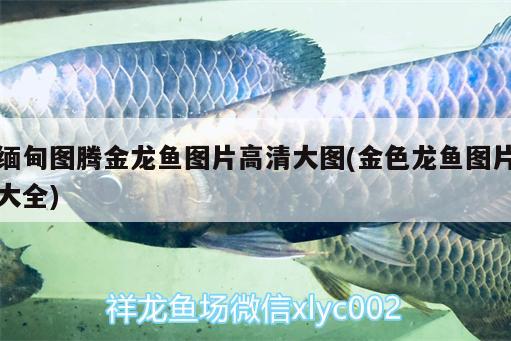 緬甸圖騰金龍魚圖片高清大圖(金色龍魚圖片大全) 圖騰金龍魚