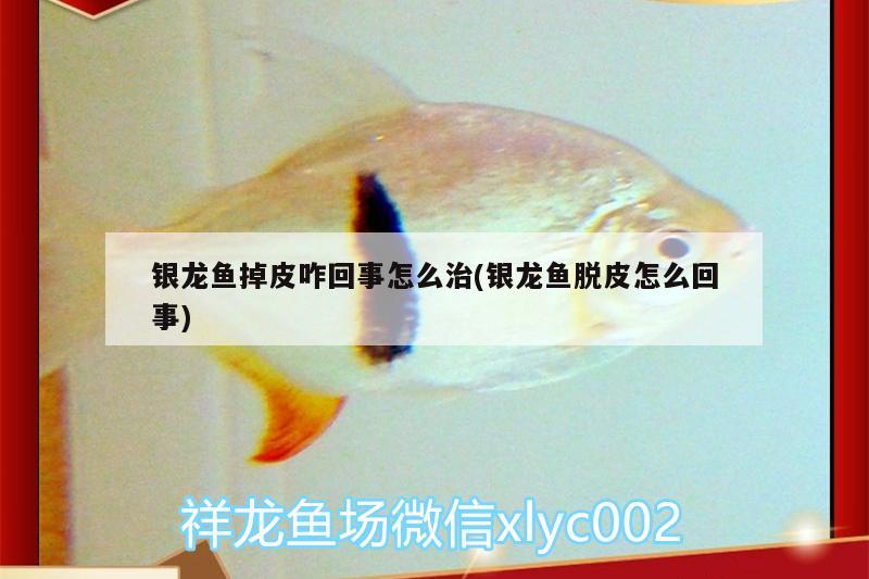 銀龍魚掉皮咋回事怎么治(銀龍魚脫皮怎么回事)