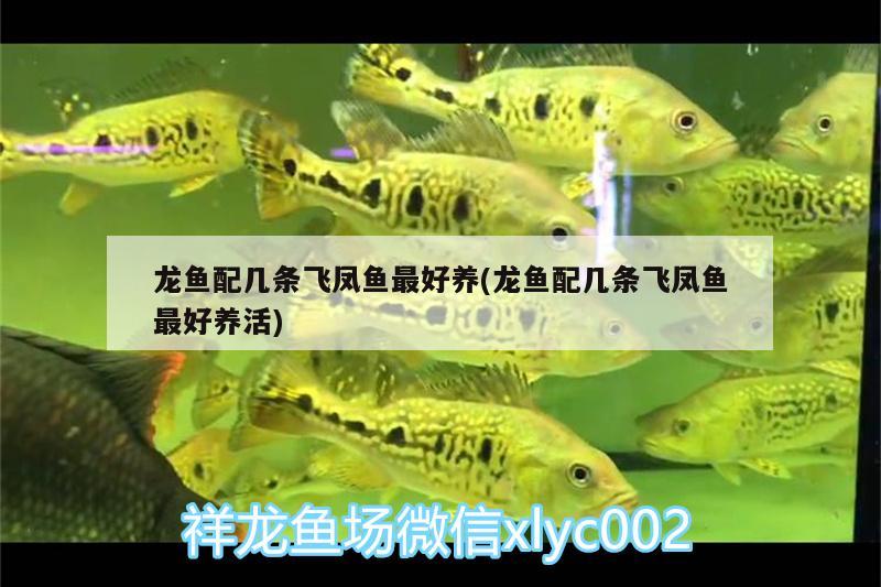 龍魚配幾條飛鳳魚最好養(yǎng)(龍魚配幾條飛鳳魚最好養(yǎng)活)