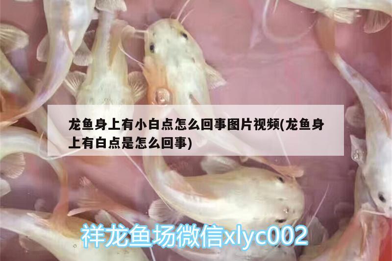 龍魚身上有小白點怎么回事圖片視頻(龍魚身上有白點是怎么回事) 飛鳳魚苗