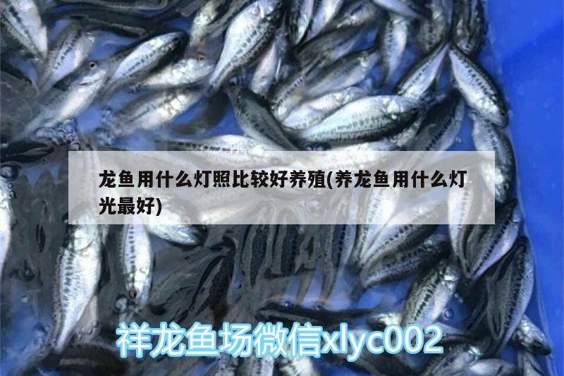 龍魚用什么燈照比較好養(yǎng)殖(養(yǎng)龍魚用什么燈光最好) 魟魚百科