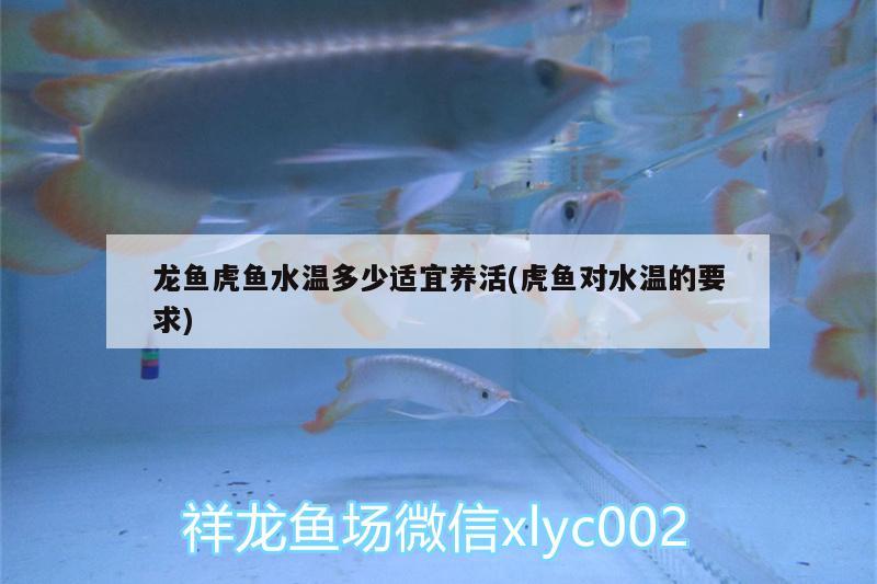 龍魚虎魚水溫多少適宜養(yǎng)活(虎魚對水溫的要求) 虎魚百科