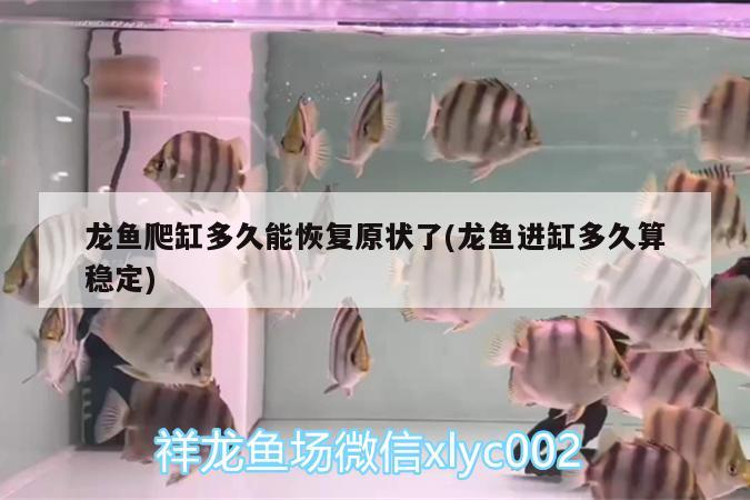 龍魚爬缸多久能恢復(fù)原狀了(龍魚進(jìn)缸多久算穩(wěn)定) 祥龍赫舞紅龍魚