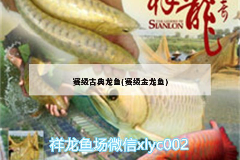 賽級古典龍魚(賽級金龍魚) 虎斑恐龍魚