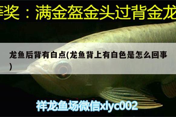 龍魚后背有白點(diǎn)(龍魚背上有白色是怎么回事)