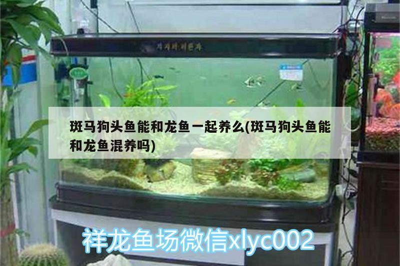 斑馬狗頭魚能和龍魚一起養(yǎng)么(斑馬狗頭魚能和龍魚混養(yǎng)嗎) 斑馬狗頭魚