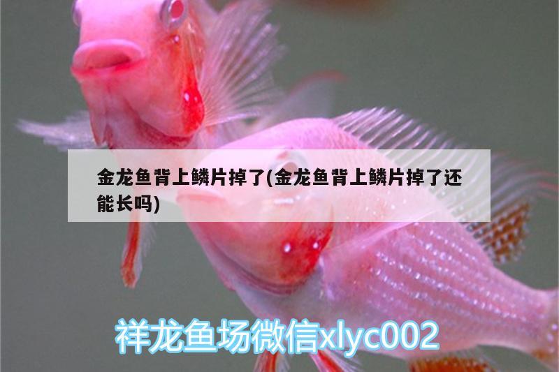 金龍魚背上鱗片掉了(金龍魚背上鱗片掉了還能長嗎)