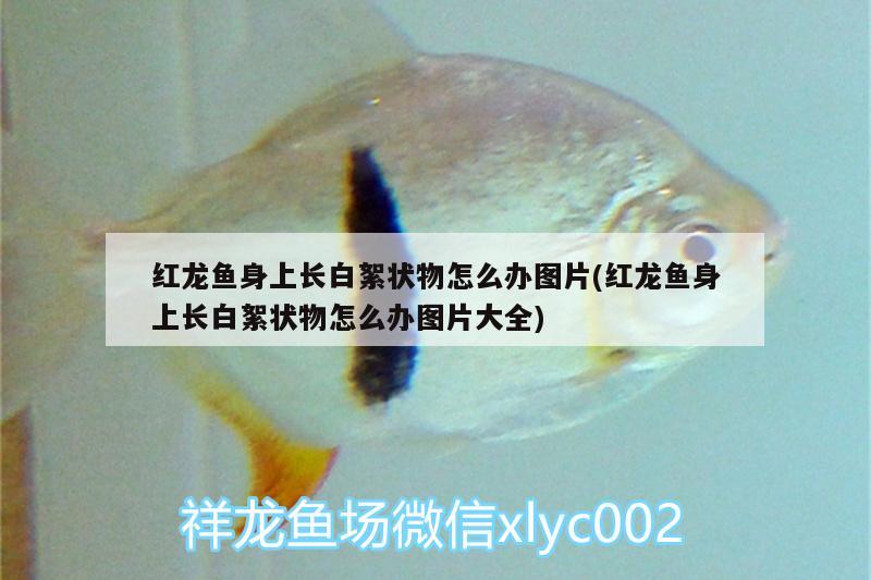 紅龍魚身上長(zhǎng)白絮狀物怎么辦圖片(紅龍魚身上長(zhǎng)白絮狀物怎么辦圖片大全) 白化巴西龜（白巴）