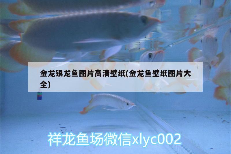 金龍銀龍魚圖片高清壁紙(金龍魚壁紙圖片大全) 銀龍魚百科