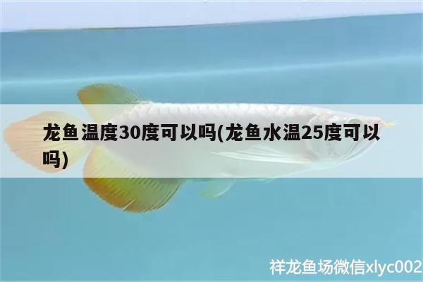 龍魚溫度30度可以嗎(龍魚水溫25度可以嗎)