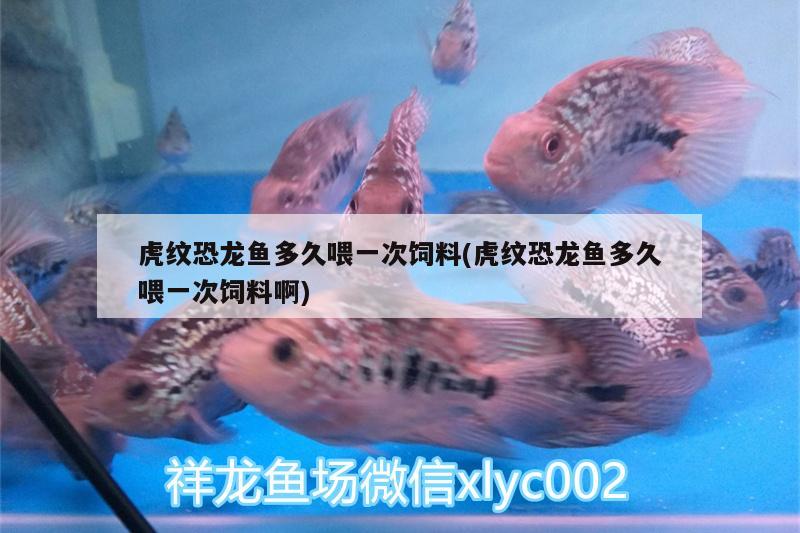 虎紋恐龍魚多久喂一次飼料(虎紋恐龍魚多久喂一次飼料啊) 進口元寶鳳凰魚