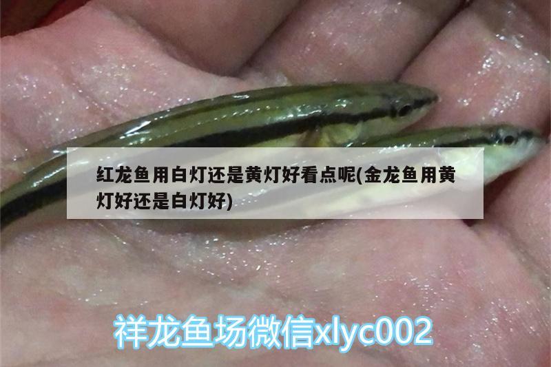 紅龍魚用白燈還是黃燈好看點(diǎn)呢(金龍魚用黃燈好還是白燈好) 申古銀版魚